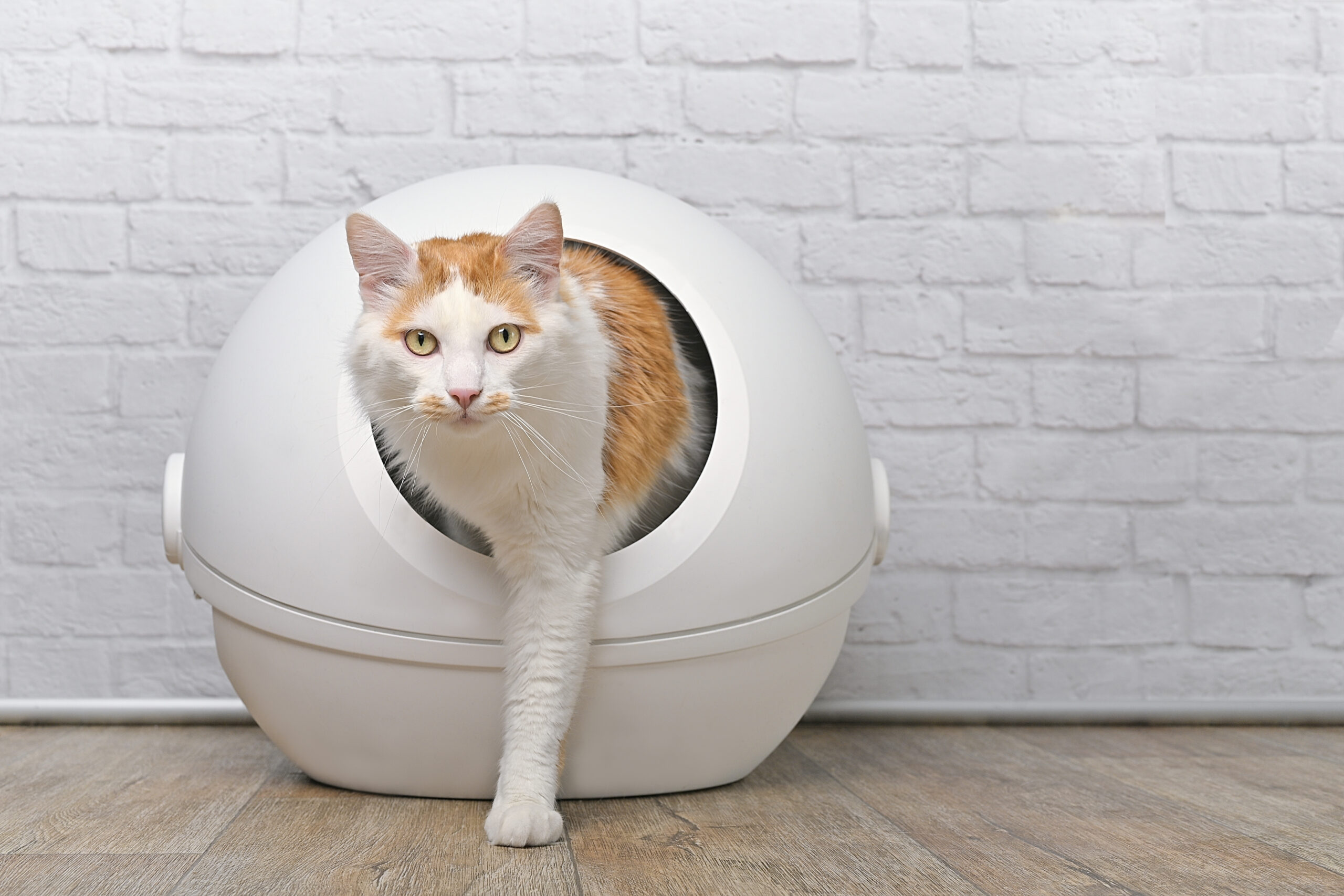 How To Clean a Litter Box: Tips for a Fresher Home and a Happier Cat